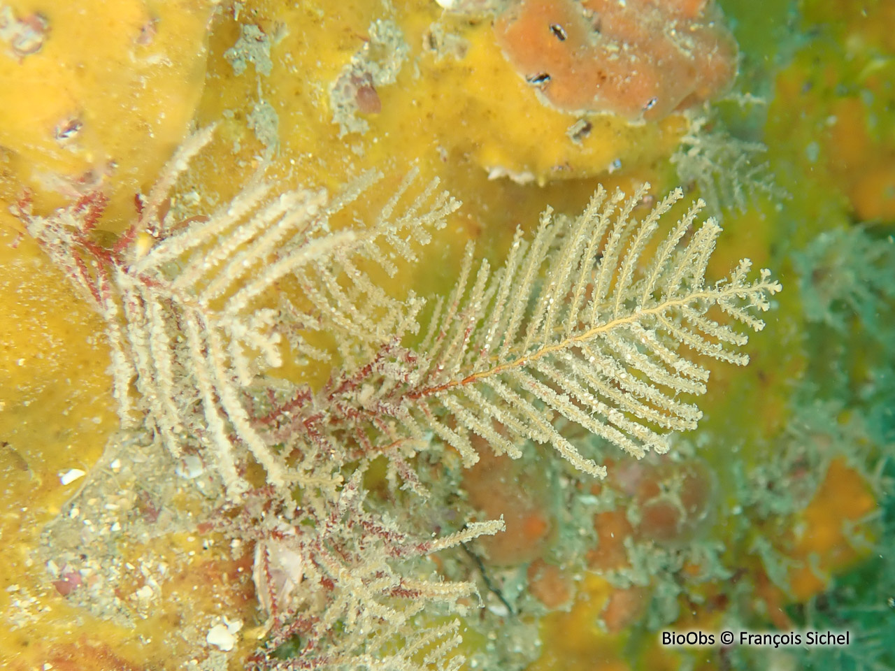 Hydraire-sapin - Abietinaria abietina - François Sichel - BioObs