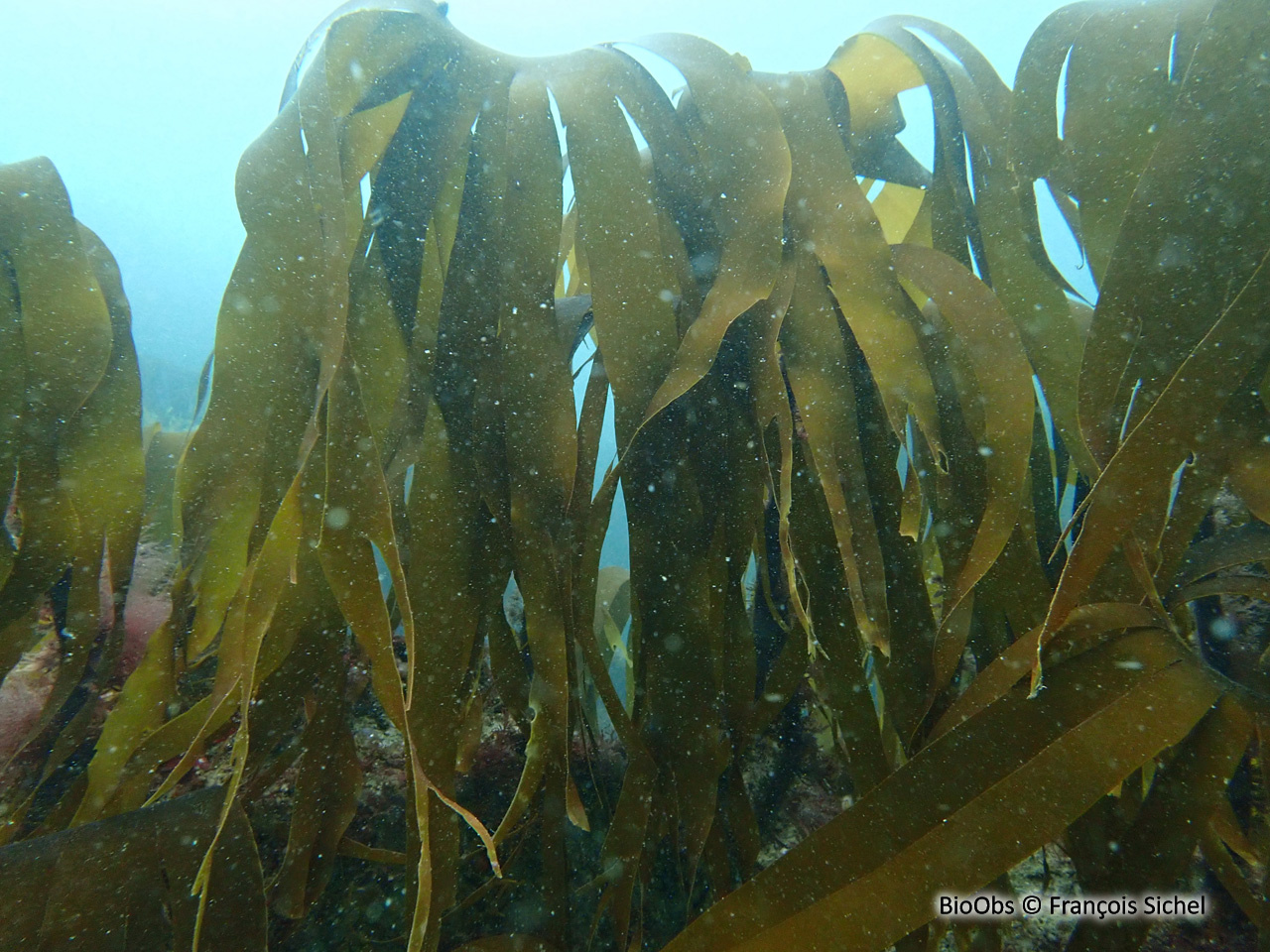 Laminaire rugueuse - Laminaria hyperborea - François Sichel - BioObs