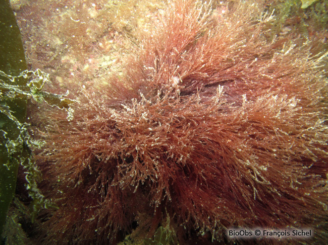 Gracilaire gracile - Gracilaria gracilis - François Sichel - BioObs