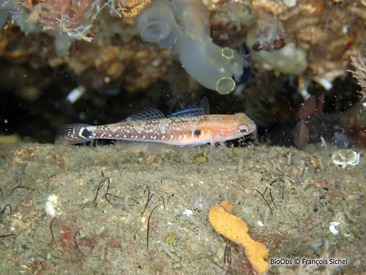 Gobie nageur - Gobiusculus flavescens - François Sichel - BioObs