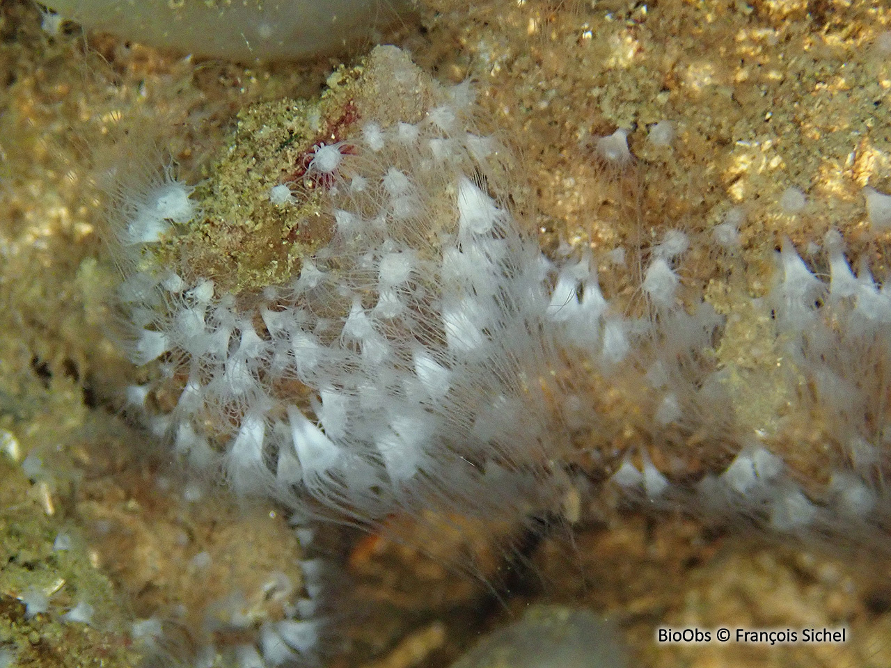 Aurélie - Aurelia aurita - François Sichel - BioObs