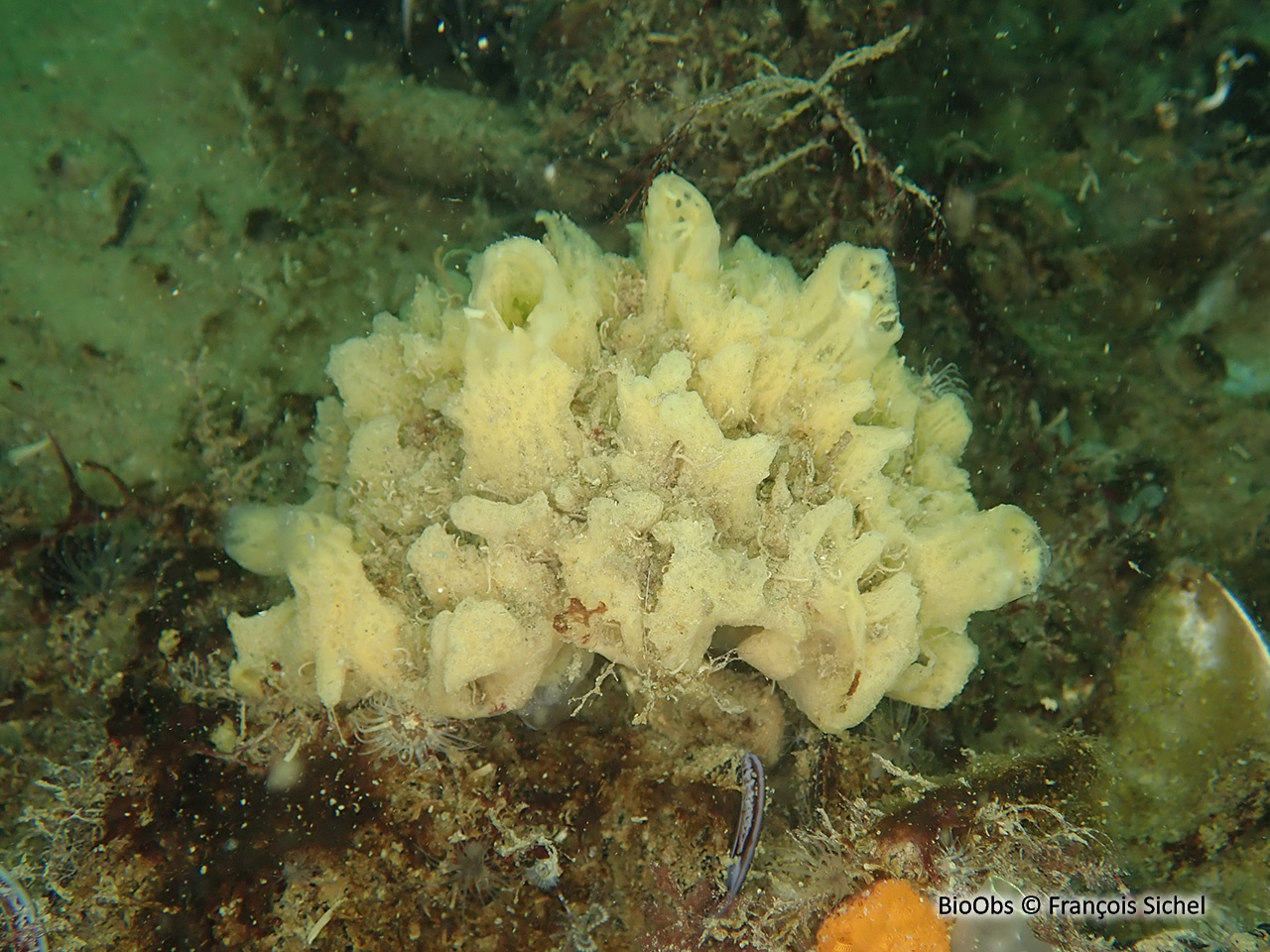 Eponge mie de pain - Halichondria (Halichondria) panicea - François Sichel - BioObs