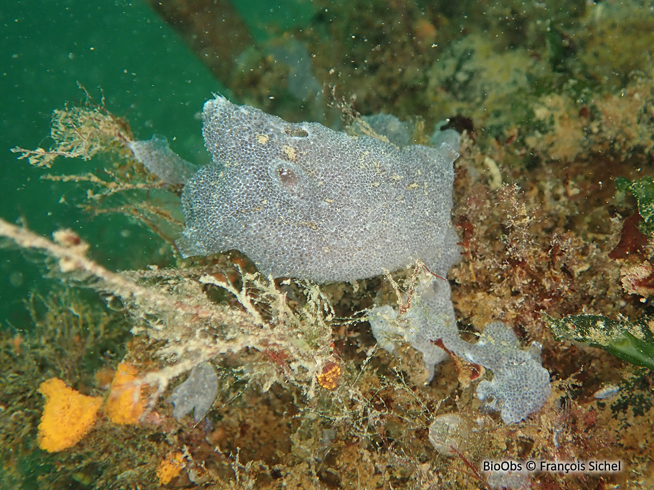 Didemne gélatineux et transparent - Diplosoma listerianum - François Sichel - BioObs