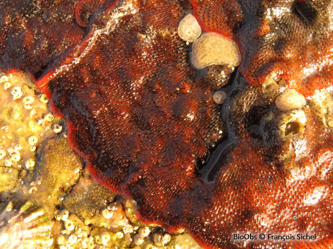 Bryozoaire orange vif et noir à points noirs - Watersipora subatra - François Sichel - BioObs