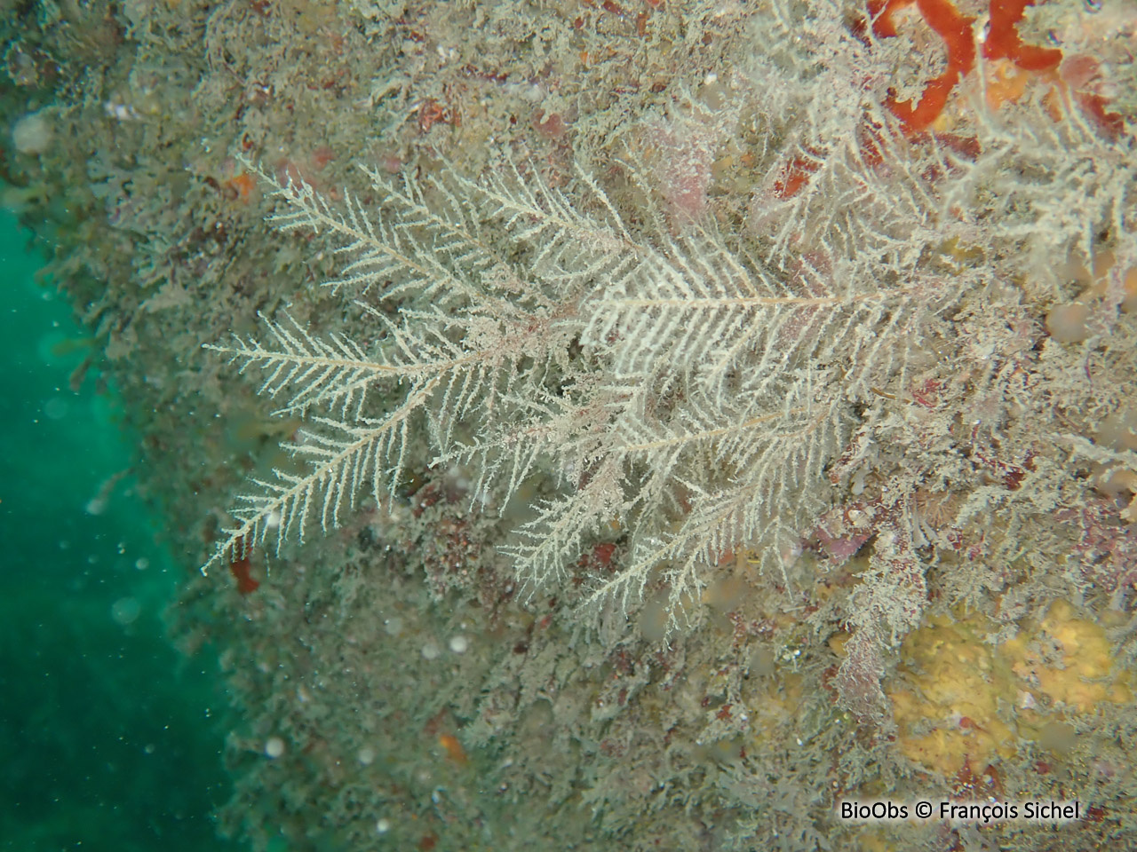 Sapin beige - Halecium halecinum - François Sichel - BioObs