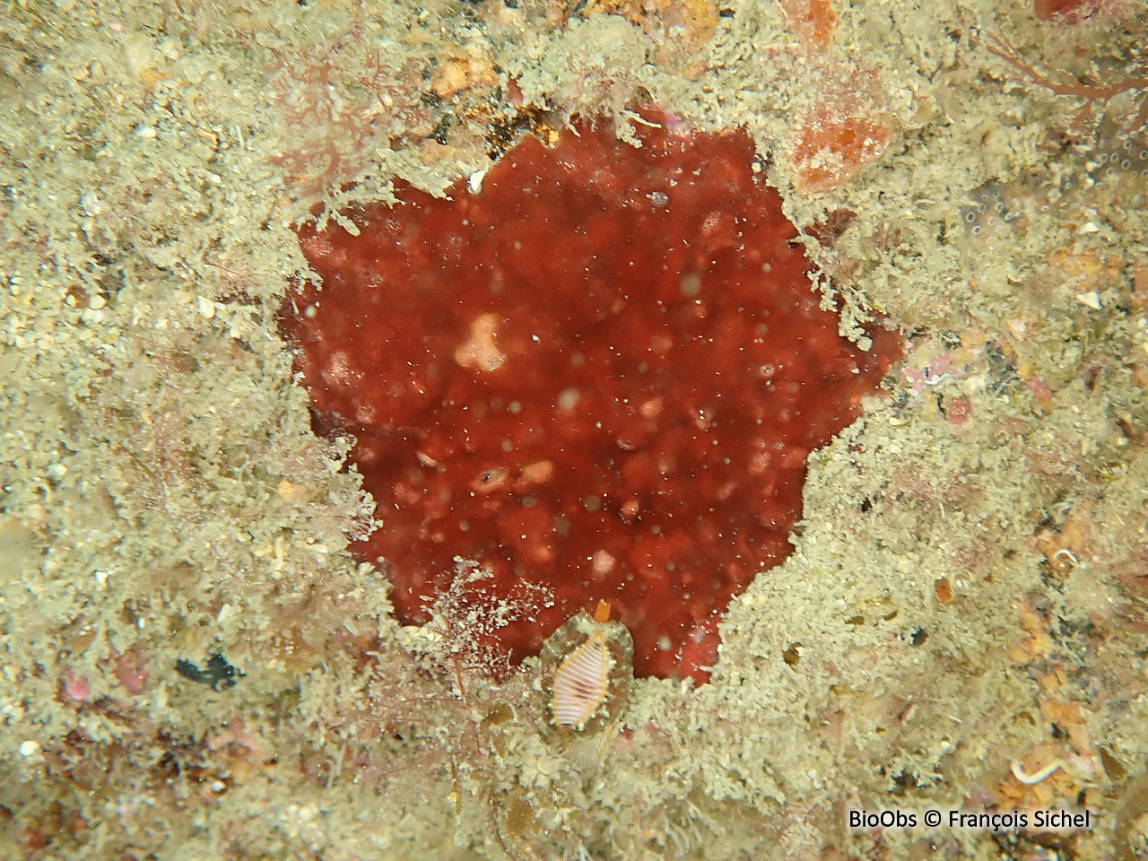 Algue velours rouge - Hildenbrandia rubra - François Sichel - BioObs