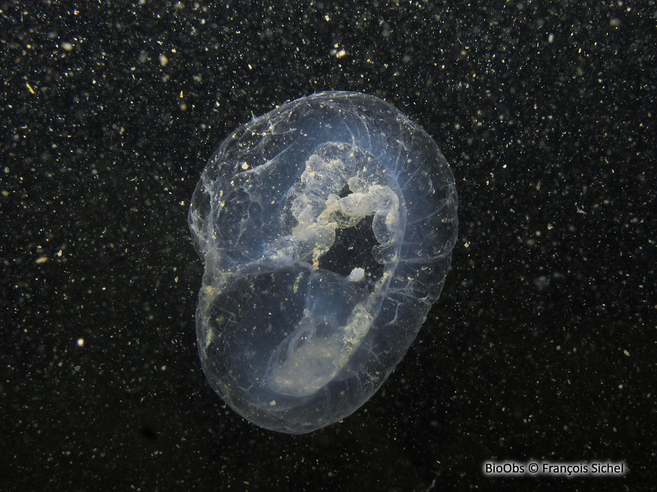 Appendiculaires géants (Genre) - Bathochordaeus - François Sichel - BioObs