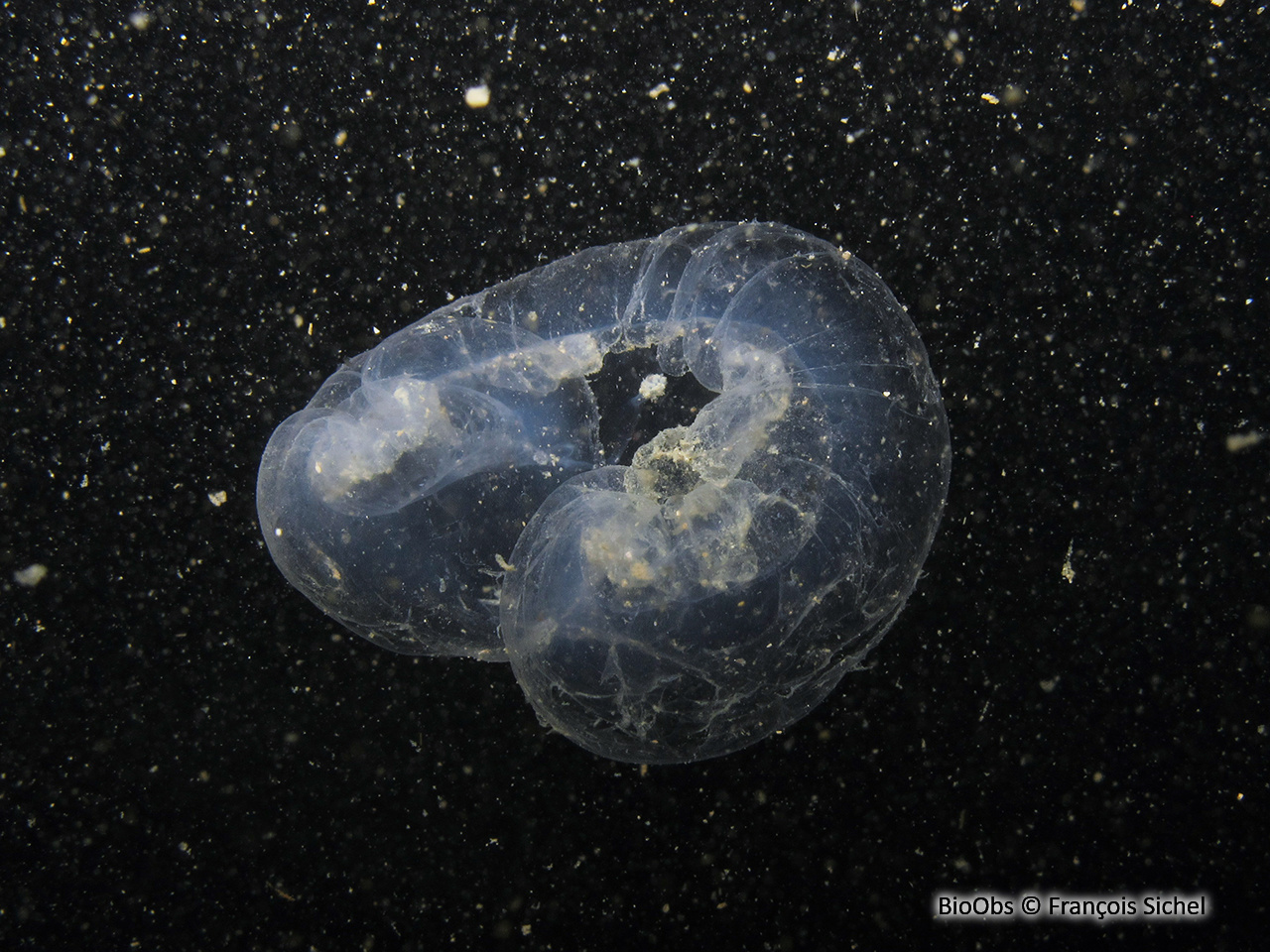 Appendiculaires géants (Genre) - Bathochordaeus - François Sichel - BioObs