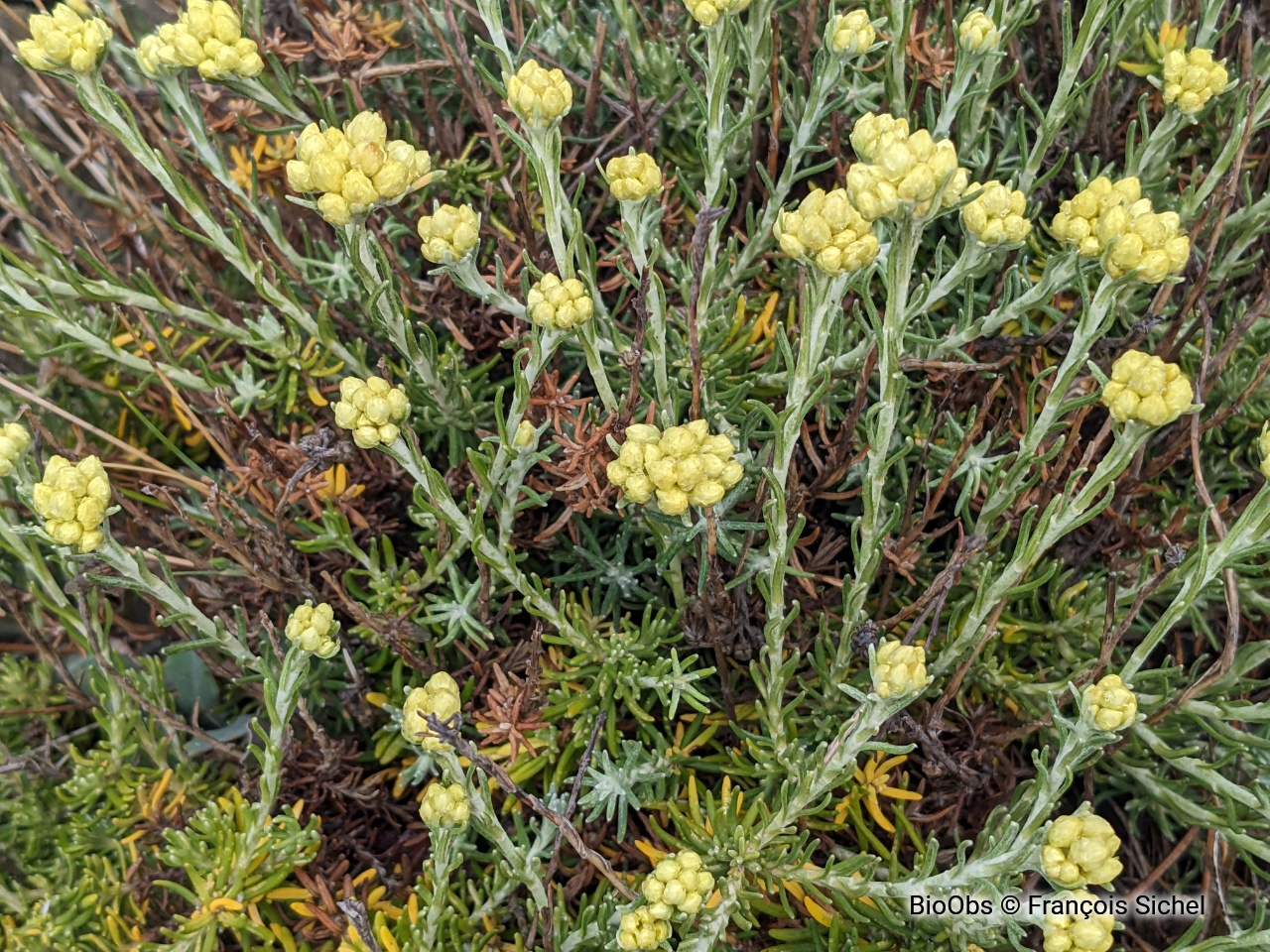 Immortelle des dunes - Helichrysum stoechas - François Sichel - BioObs