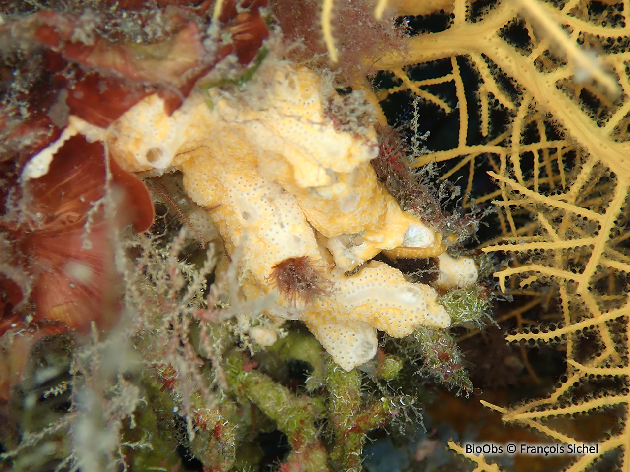 Didemne jaune - Polysyncraton bilobatum - François Sichel - BioObs