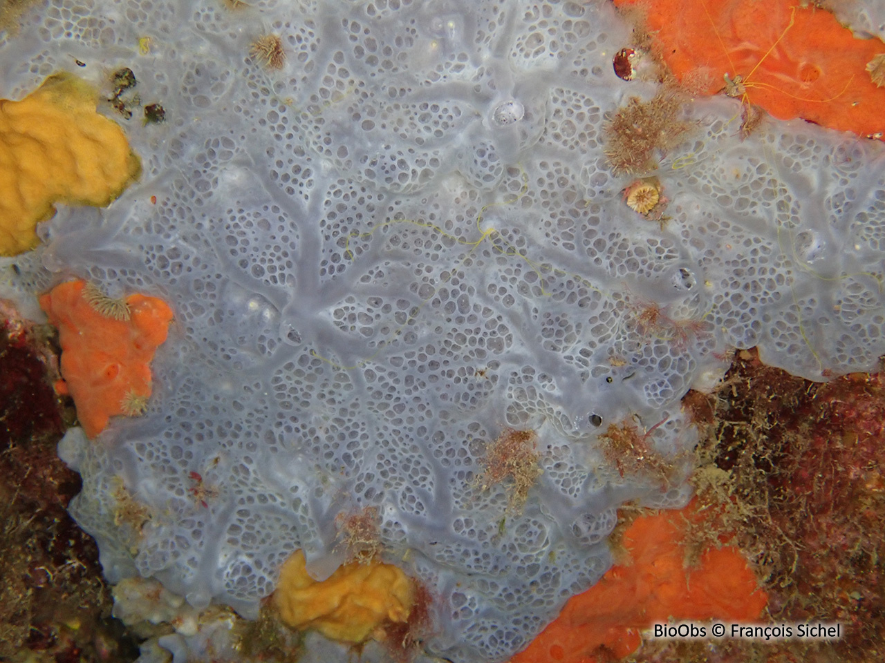 Eponge encroutante bleuatre - Phorbas tenacior - François Sichel - BioObs