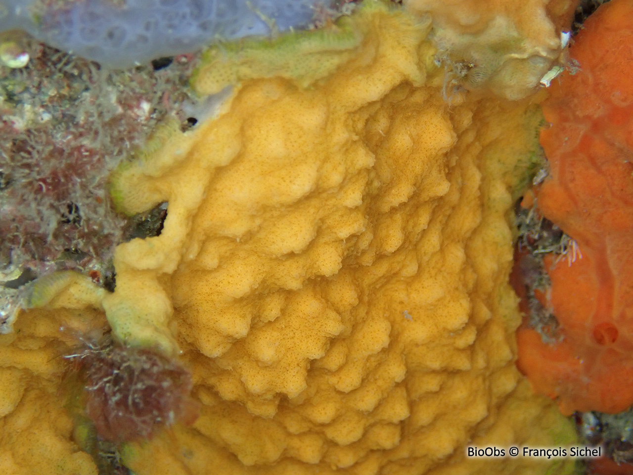 Schizomavelle mamillé - Schizomavella (Schizomavella) mamillata - François Sichel - BioObs