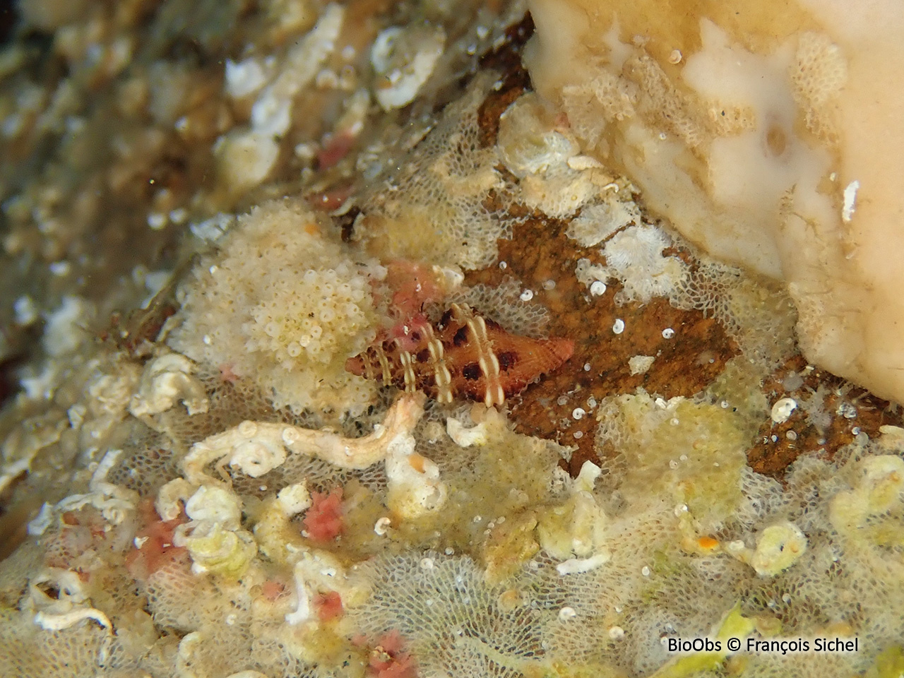 Murex à crêtes - Muricopsis cristata - François Sichel - BioObs