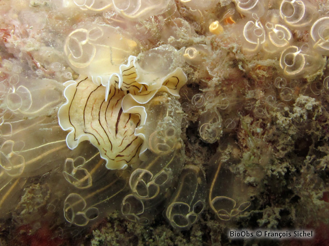 Planaire blanche - Prostheceraeus vittatus - François Sichel - BioObs