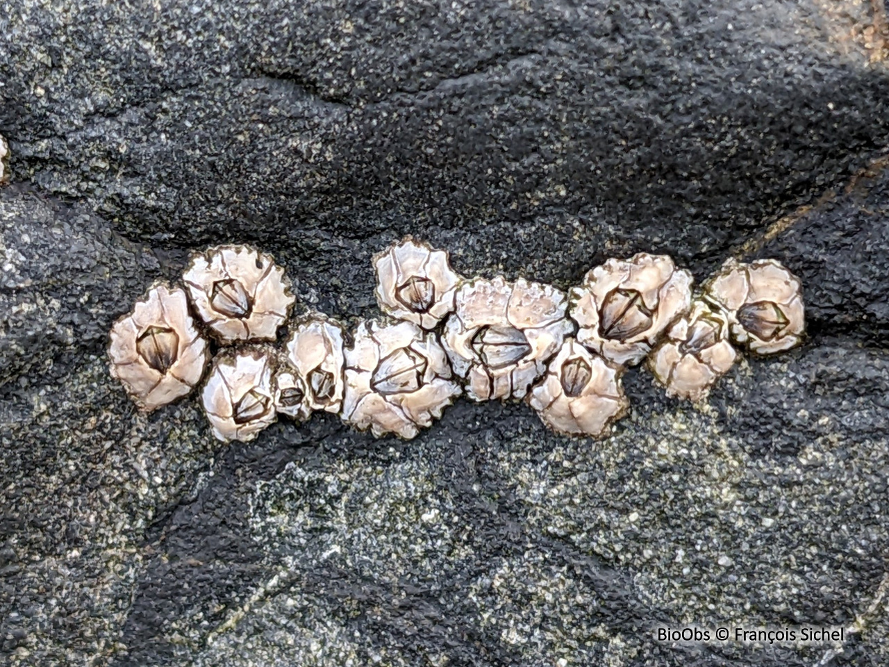 Chthamale cerf-volant - Chthamalus montagui - François Sichel - BioObs