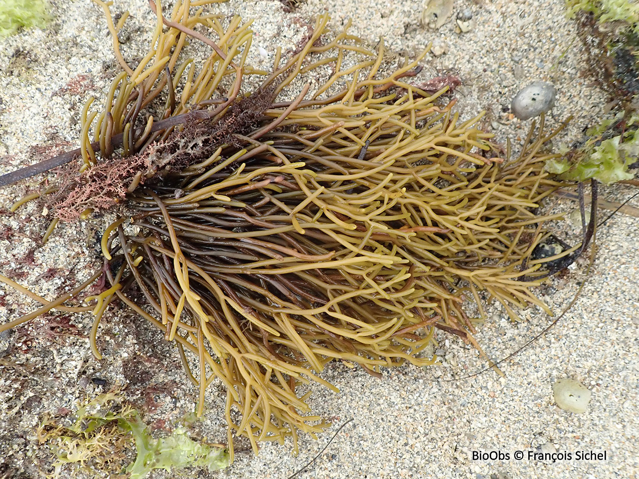 Bifurcaire - Bifurcaria bifurcata - François Sichel - BioObs