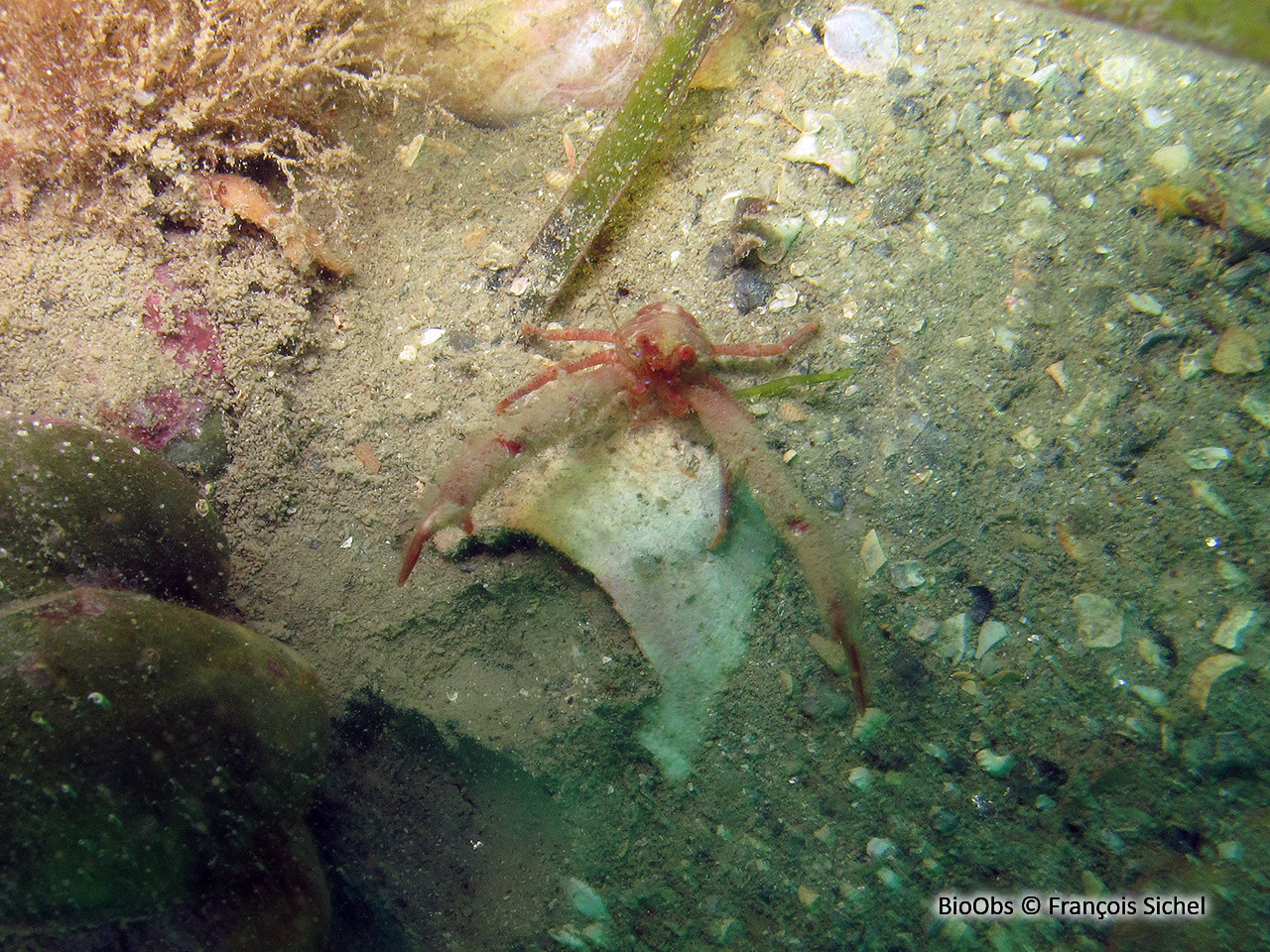 Galathée intermédiaire - Galathea intermedia - François Sichel - BioObs