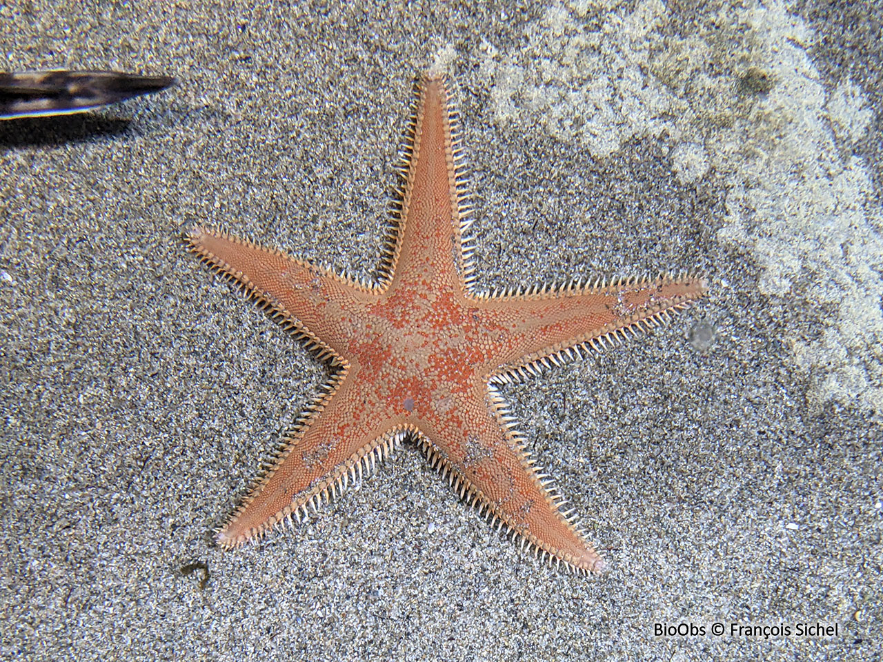 Grande étoile-peigne - Astropecten aranciacus - François Sichel - BioObs