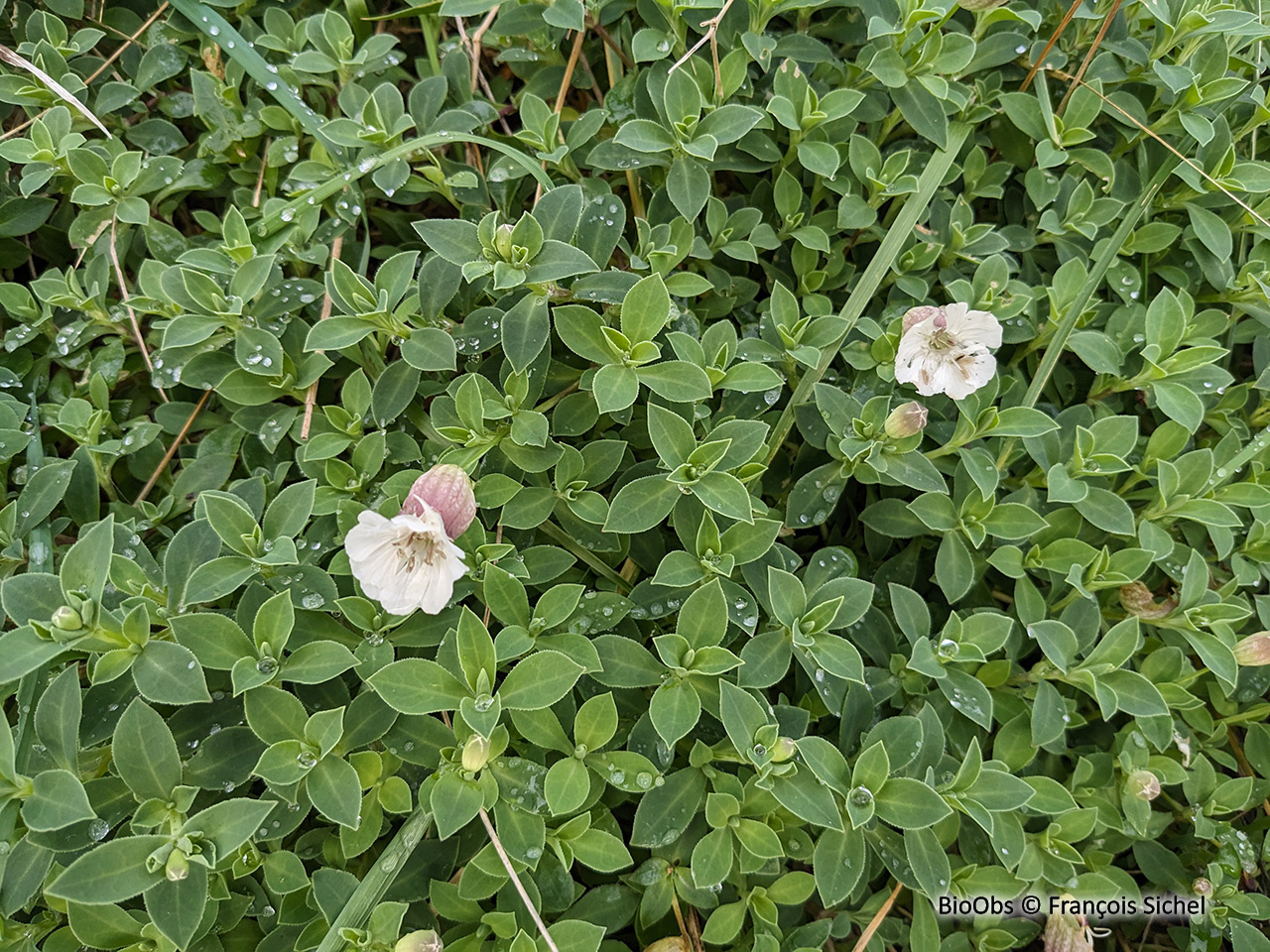 Silène maritime / Silène de Thore - Silene vulgaris subsp maritima / thorei - François Sichel - BioObs