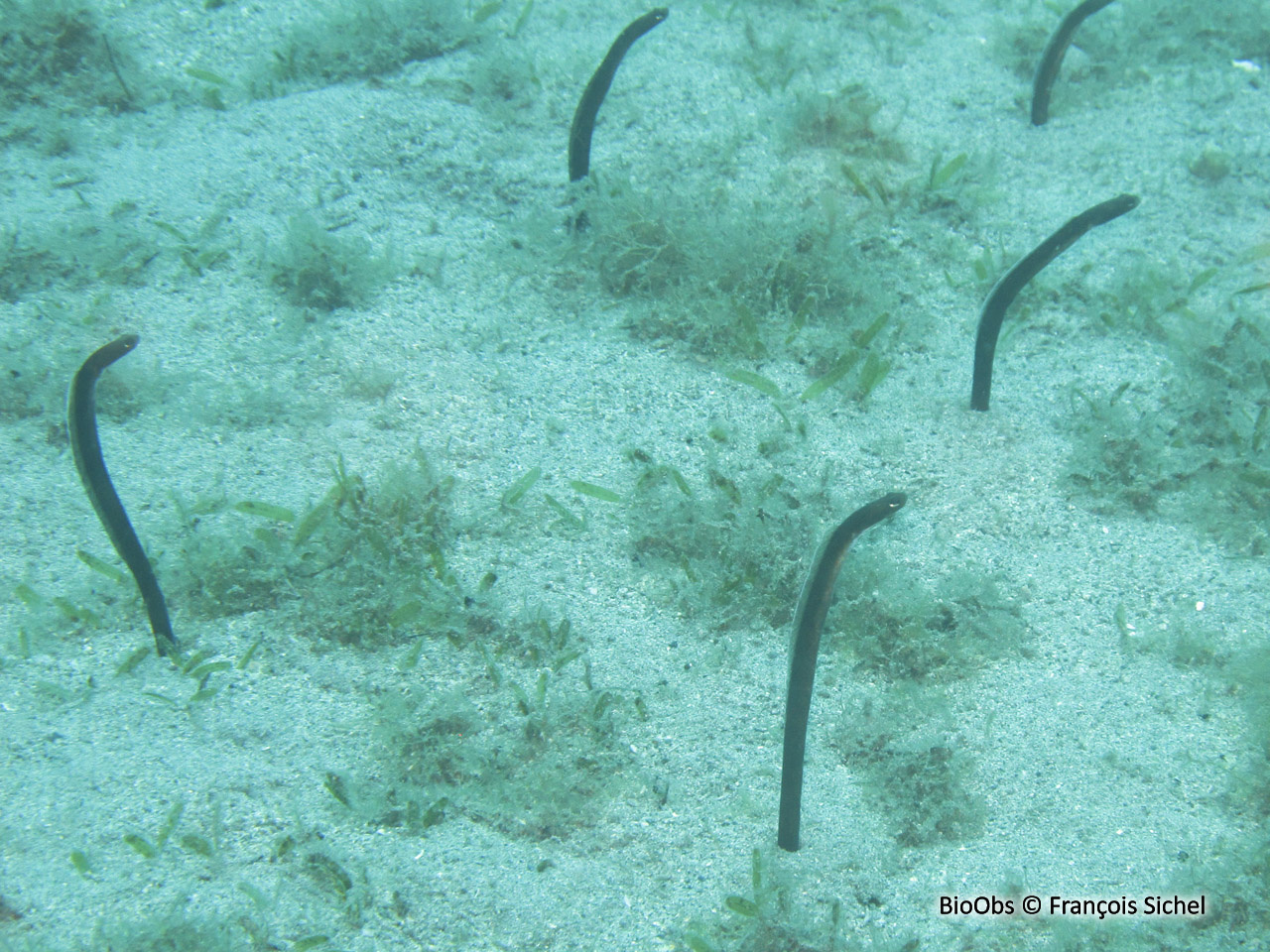 Anguille jardinière des Caraïbes - Heteroconger longissimus - François Sichel - BioObs