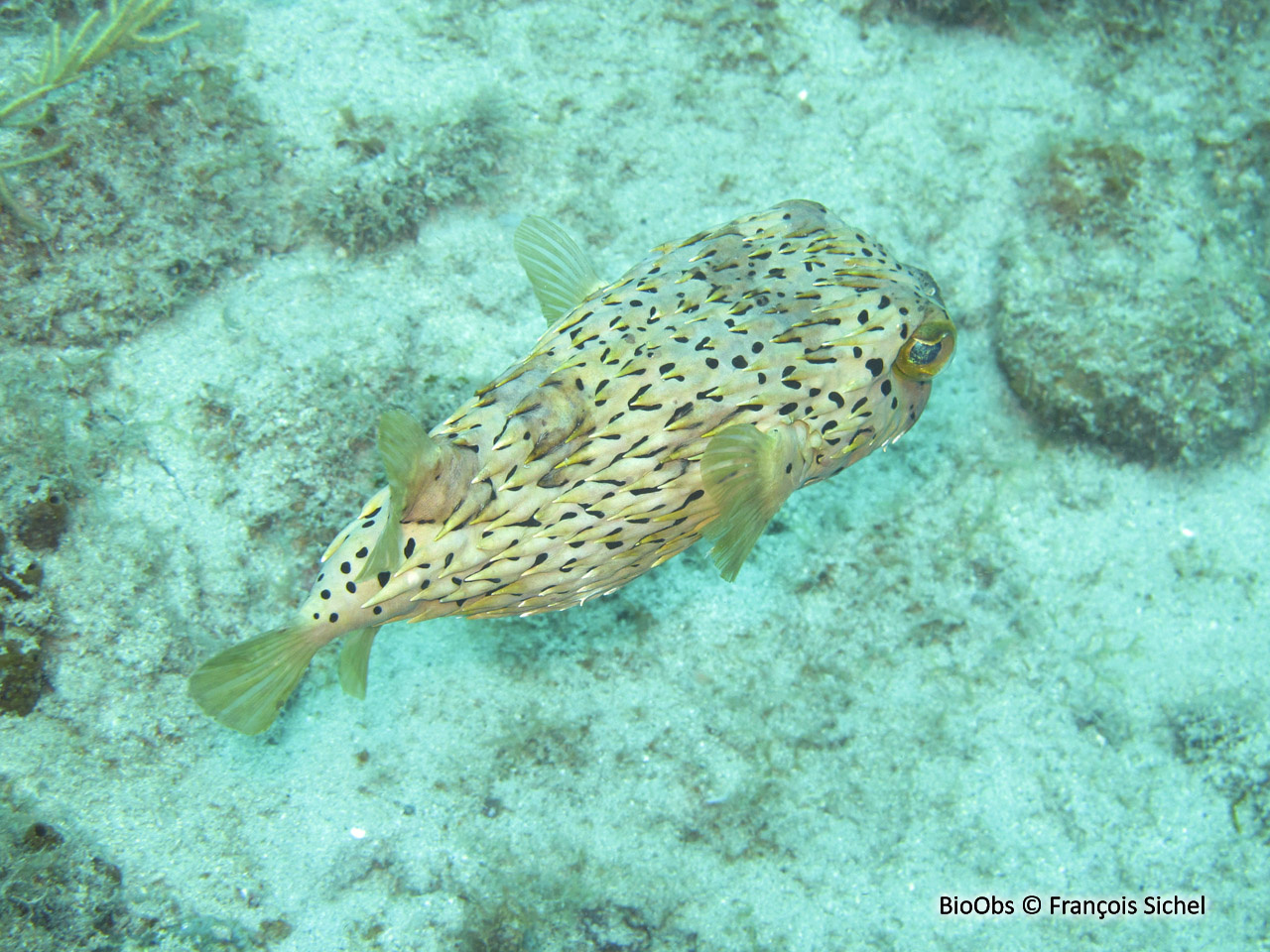 Porc-épic ballon - Diodon holocanthus - François Sichel - BioObs