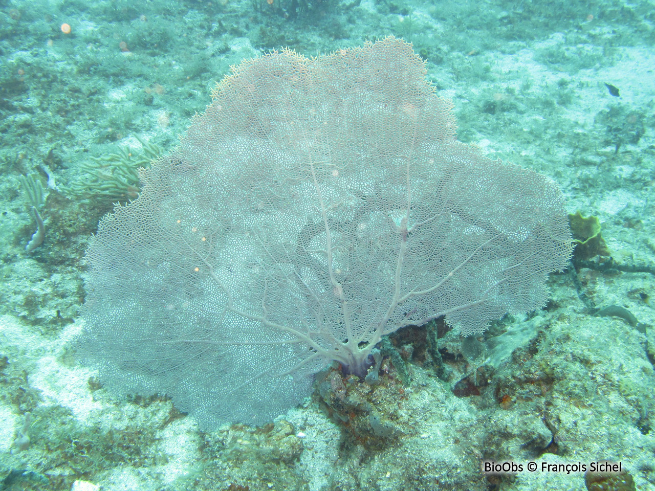 Gorgone pourpre des caraibes - Gorgonia ventalina - François Sichel - BioObs