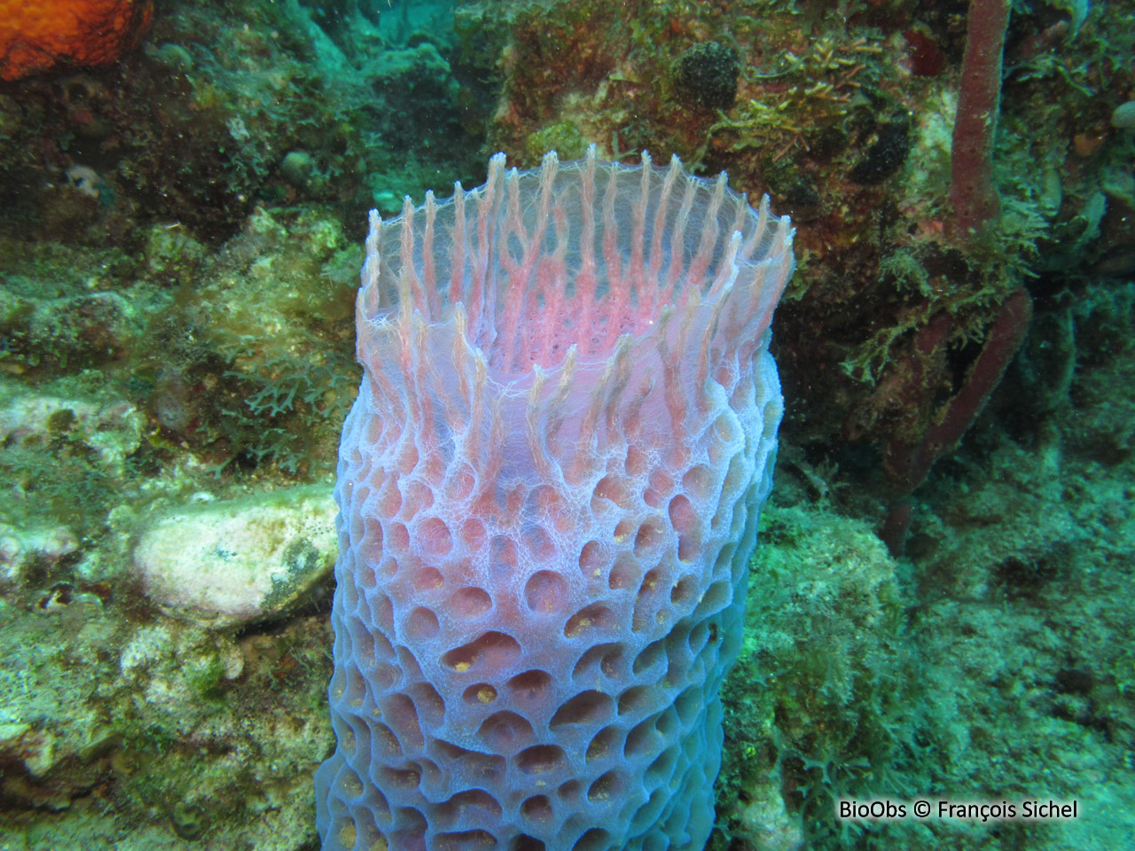 Eponge-vase fluo - Callyspongia (Cladochalina) plicifera - François Sichel - BioObs