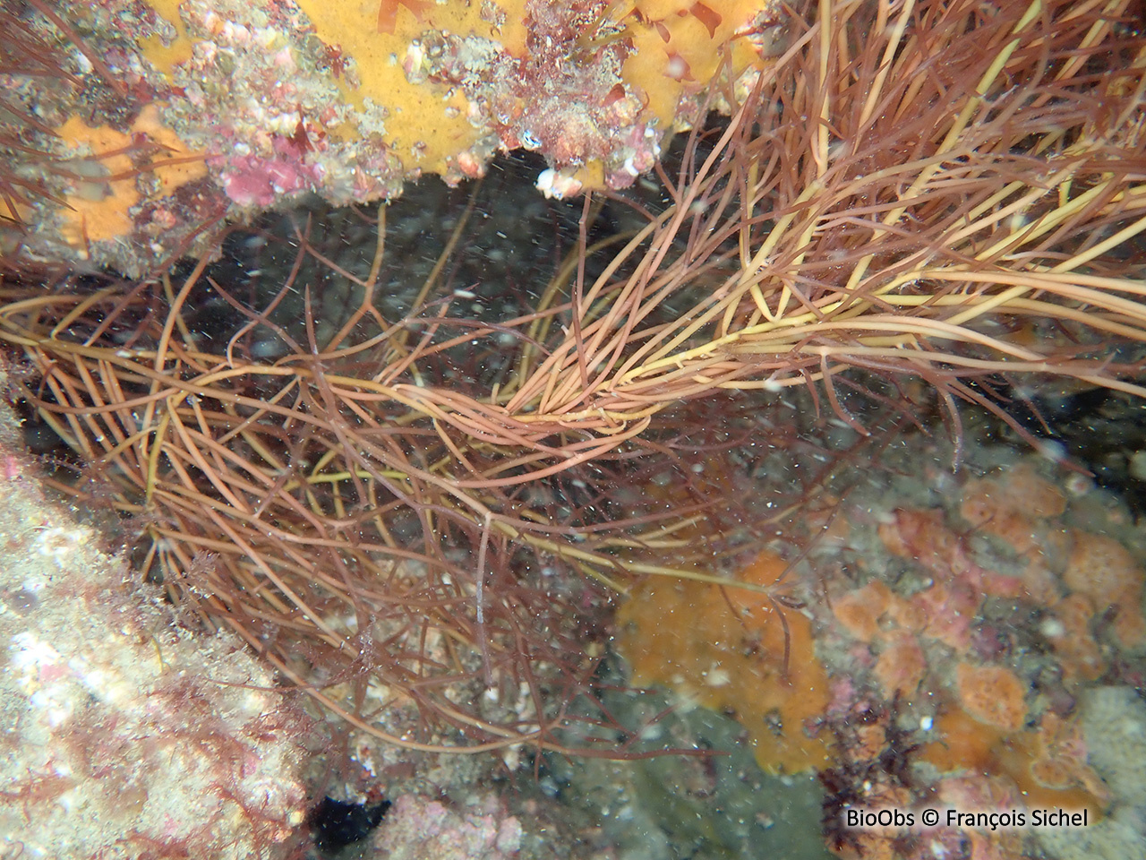 Cordes de Solier - Solieria chordalis - François Sichel - BioObs