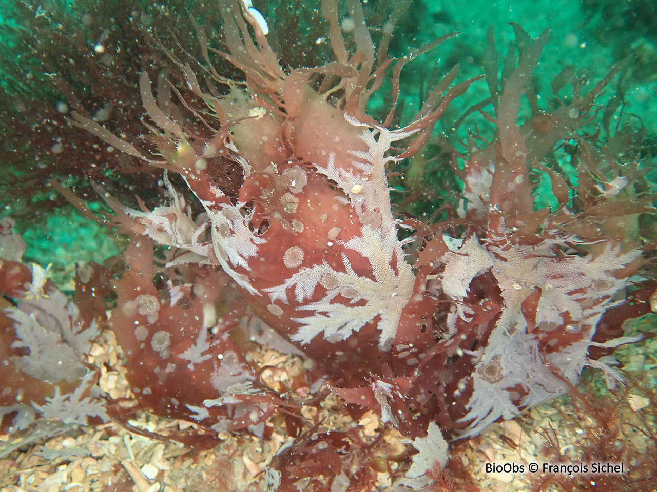 Algue ciliée - Calliblepharis ciliata - François Sichel - BioObs