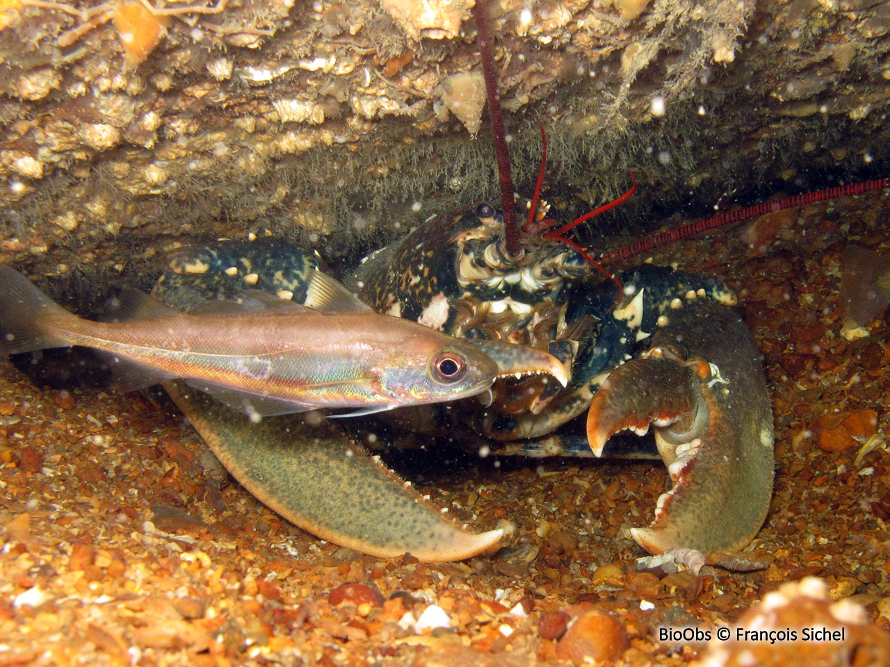 Capelan de l'Atlantique - Trisopterus minutus - François Sichel - BioObs