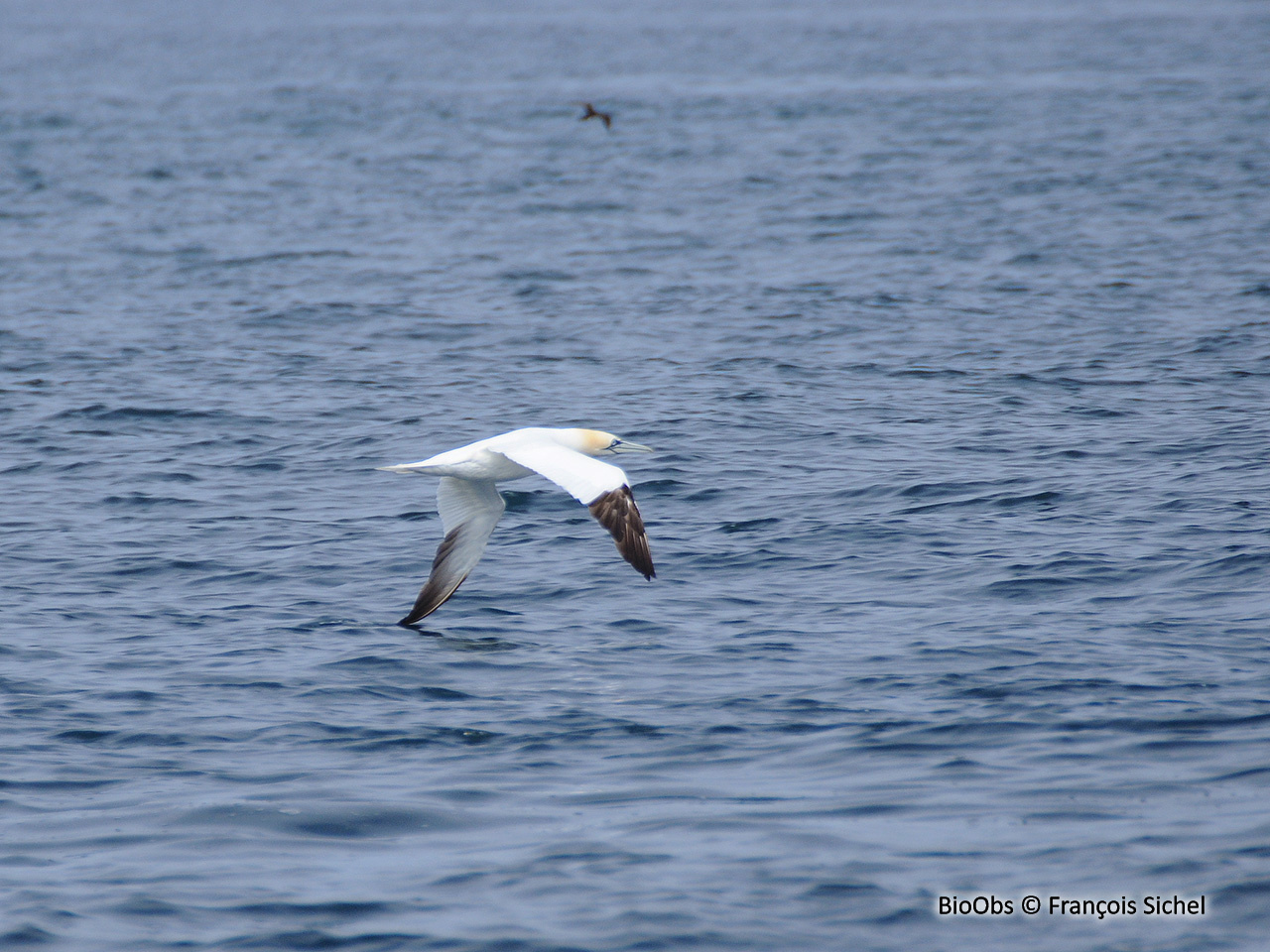 Fou de Bassan - Morus bassanus - François Sichel - BioObs