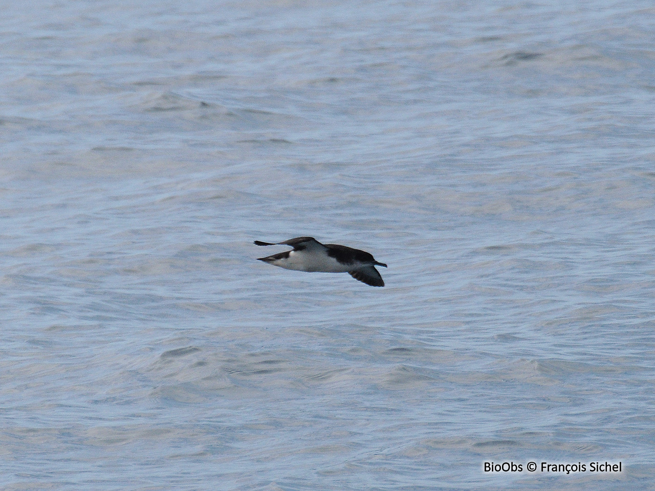 Puffin des Anglais - Puffinus puffinus - François Sichel - BioObs