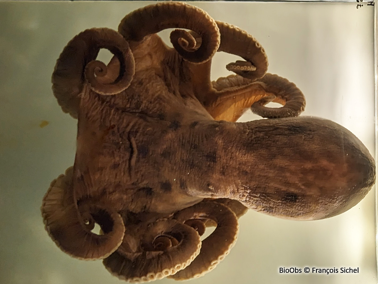 Elédone musquée - Eledone moschata - François Sichel - BioObs