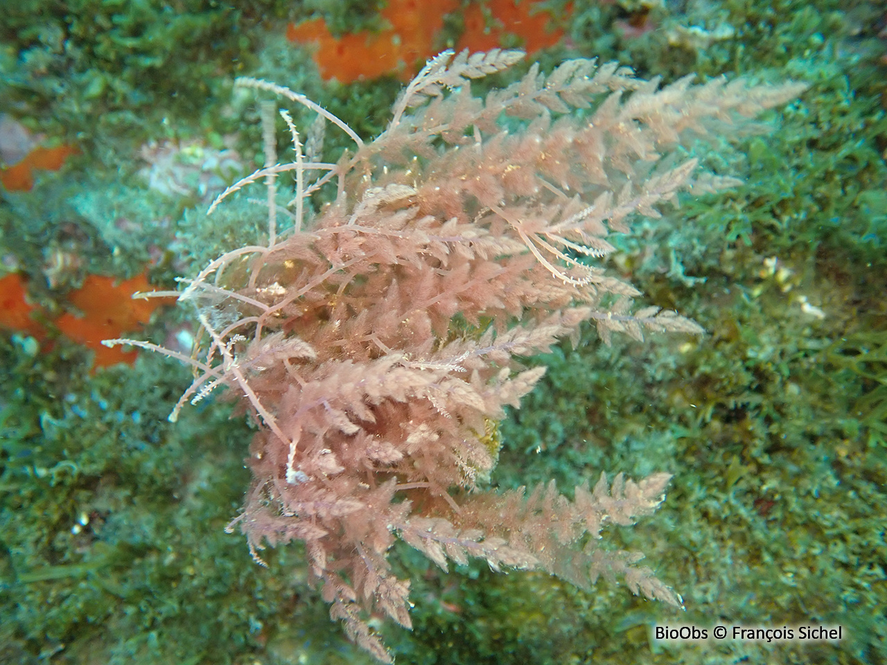 Algue à crochets - Asparagopsis armata - François Sichel - BioObs