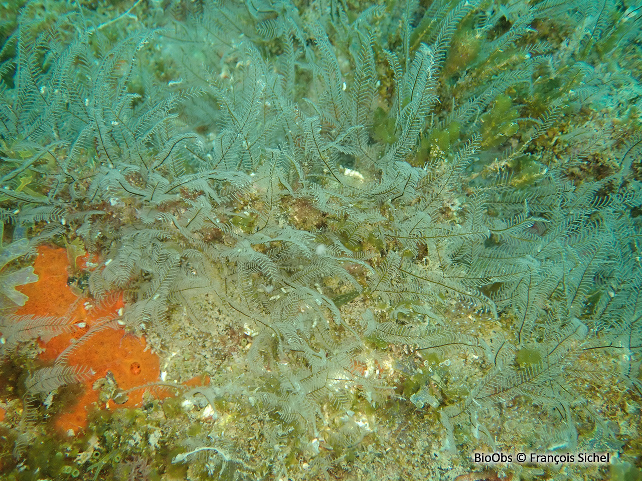 Plumulaire - Aglaophenia tubiformis - François Sichel - BioObs