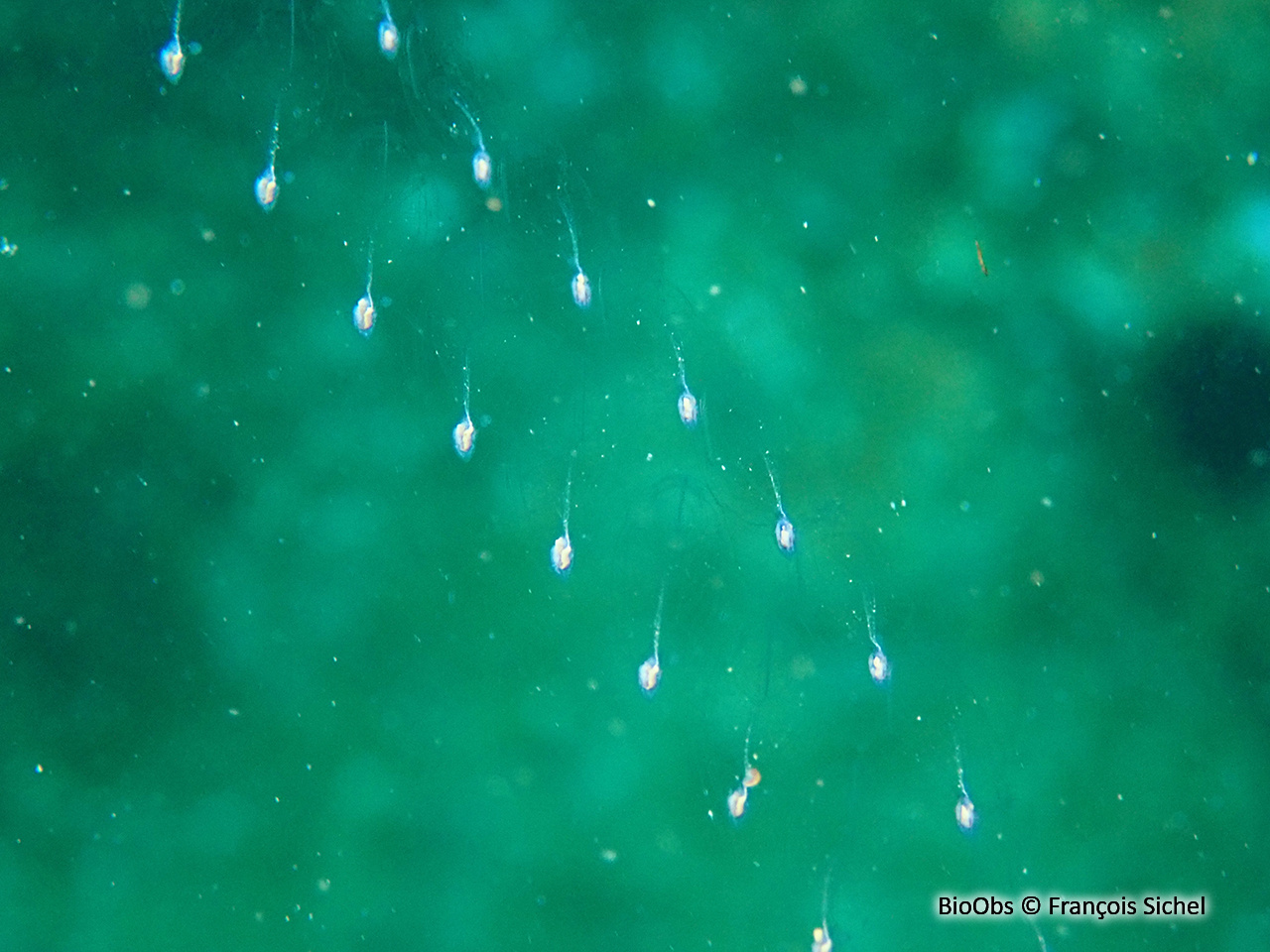 Salpe démocratique - Thalia democratica - François Sichel - BioObs