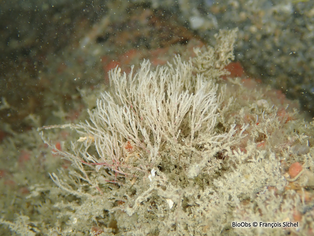 Crisia à joints noirs - Crisia denticulata - François Sichel - BioObs
