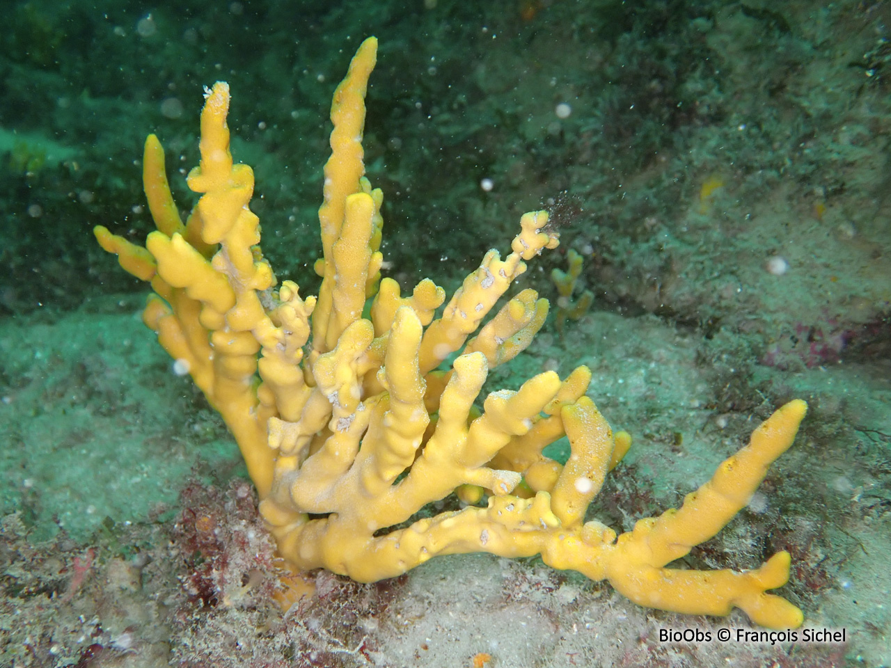 Axinelle tortueuse - Homaxinella subdola - François Sichel - BioObs