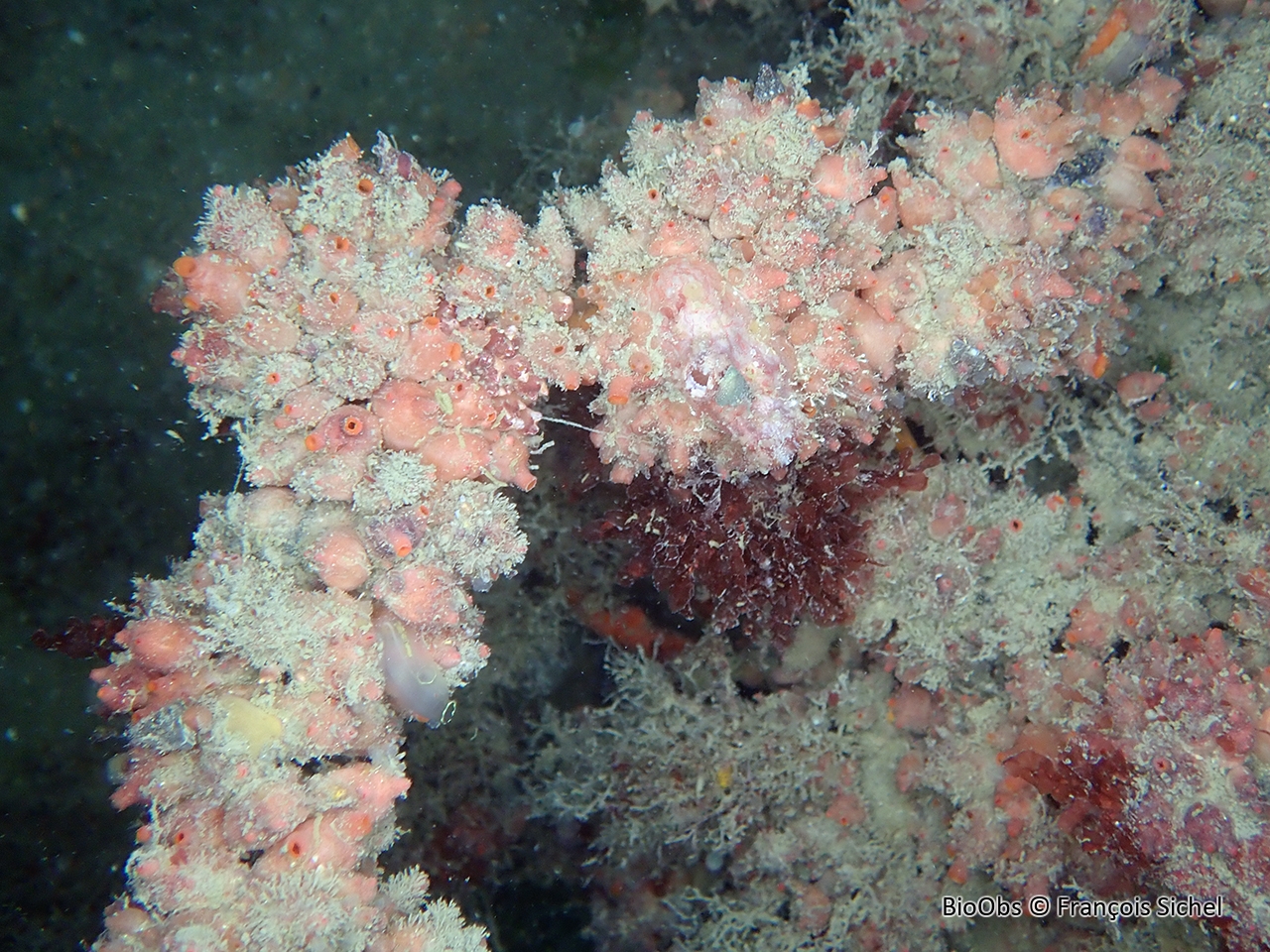 Ascidie groseille - Dendrodoa grossularia - François Sichel - BioObs