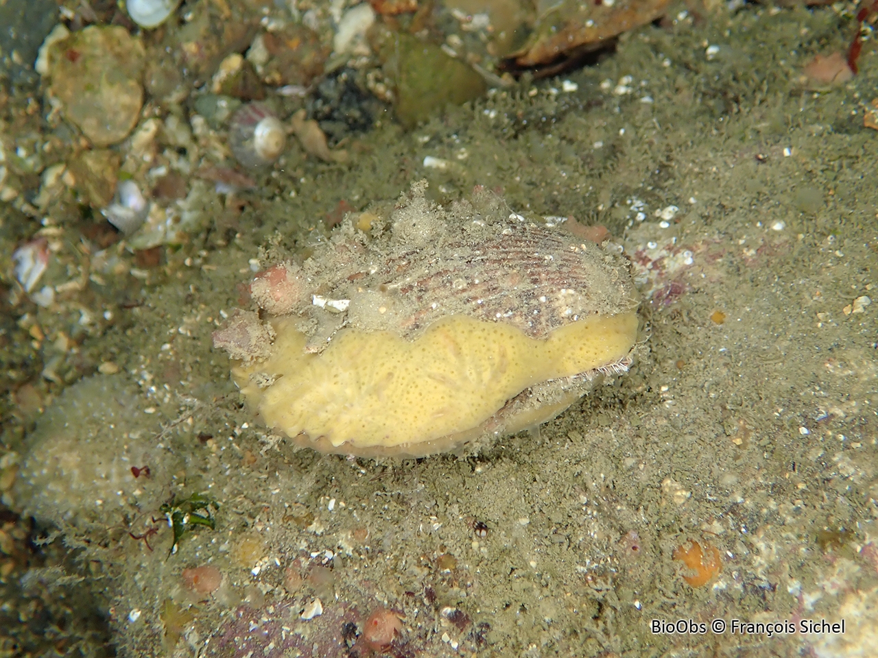 Mycale maigre - Mycale (Carmia) macilenta - François Sichel - BioObs