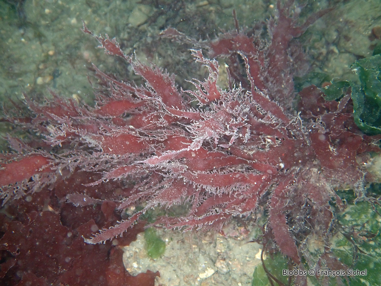 Algue ciliée - Calliblepharis ciliata - François Sichel - BioObs