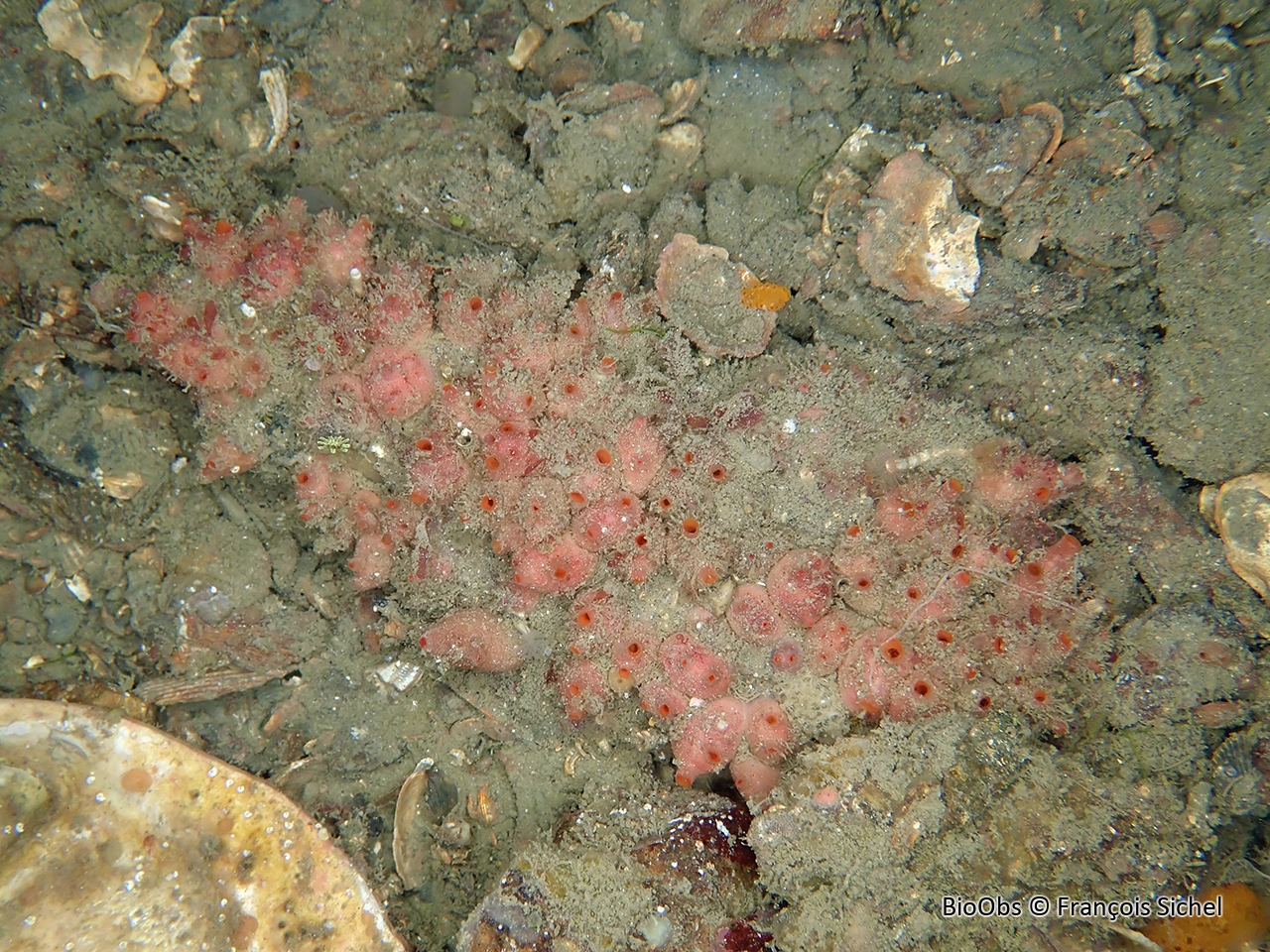 Ascidie groseille - Dendrodoa grossularia - François Sichel - BioObs