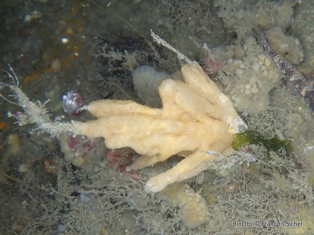 Didemne de Lahille - Didemnum lahillei - François Sichel - BioObs