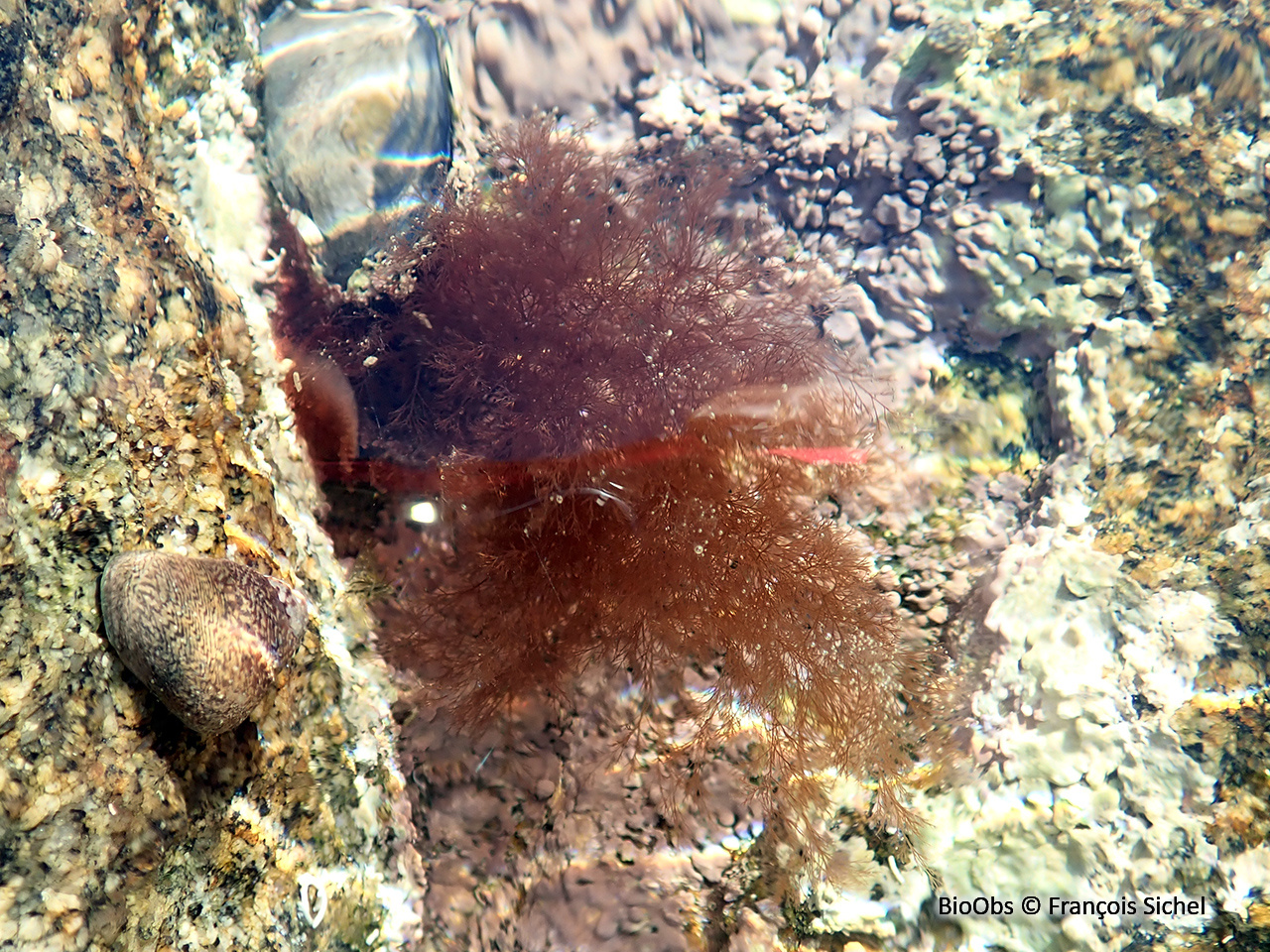 Polysiphonie de Morrow - Polysiphonia morrowii - François Sichel - BioObs