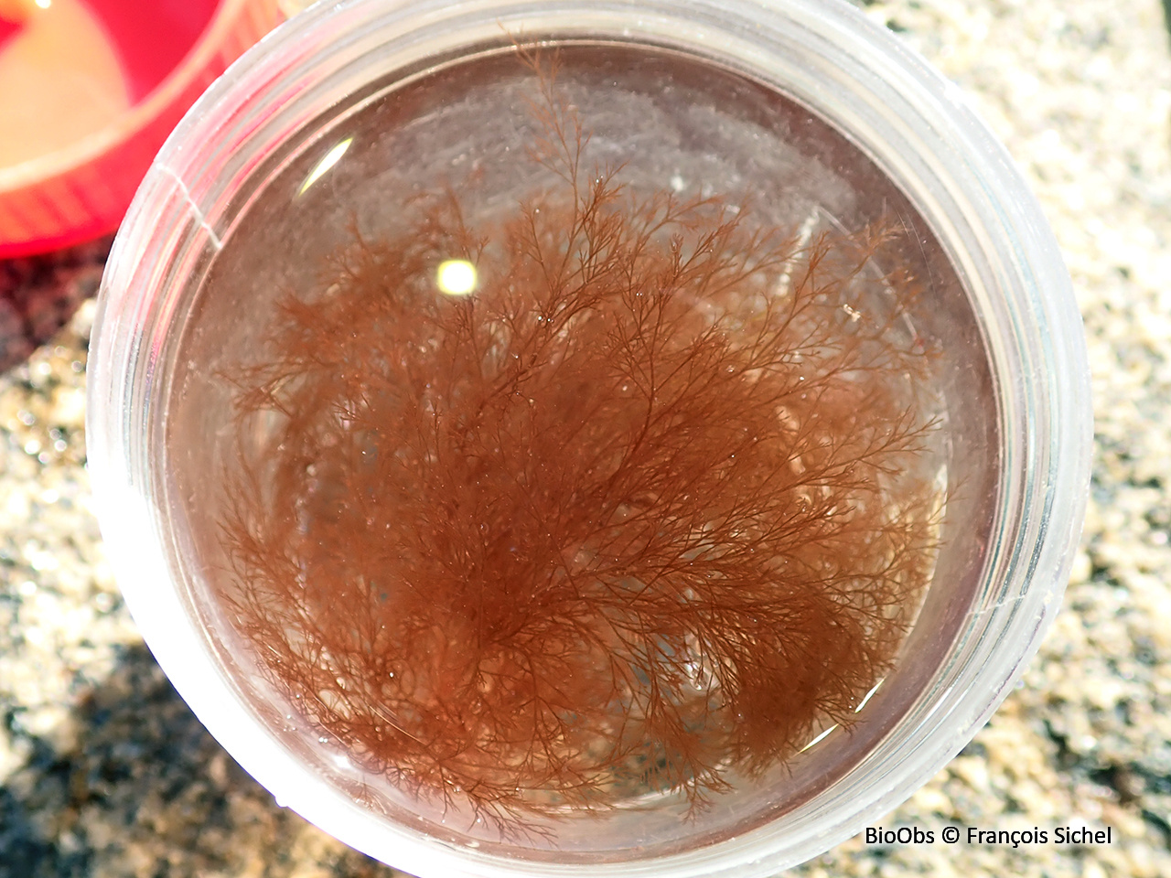 Polysiphonie de Morrow - Polysiphonia morrowii - François Sichel - BioObs
