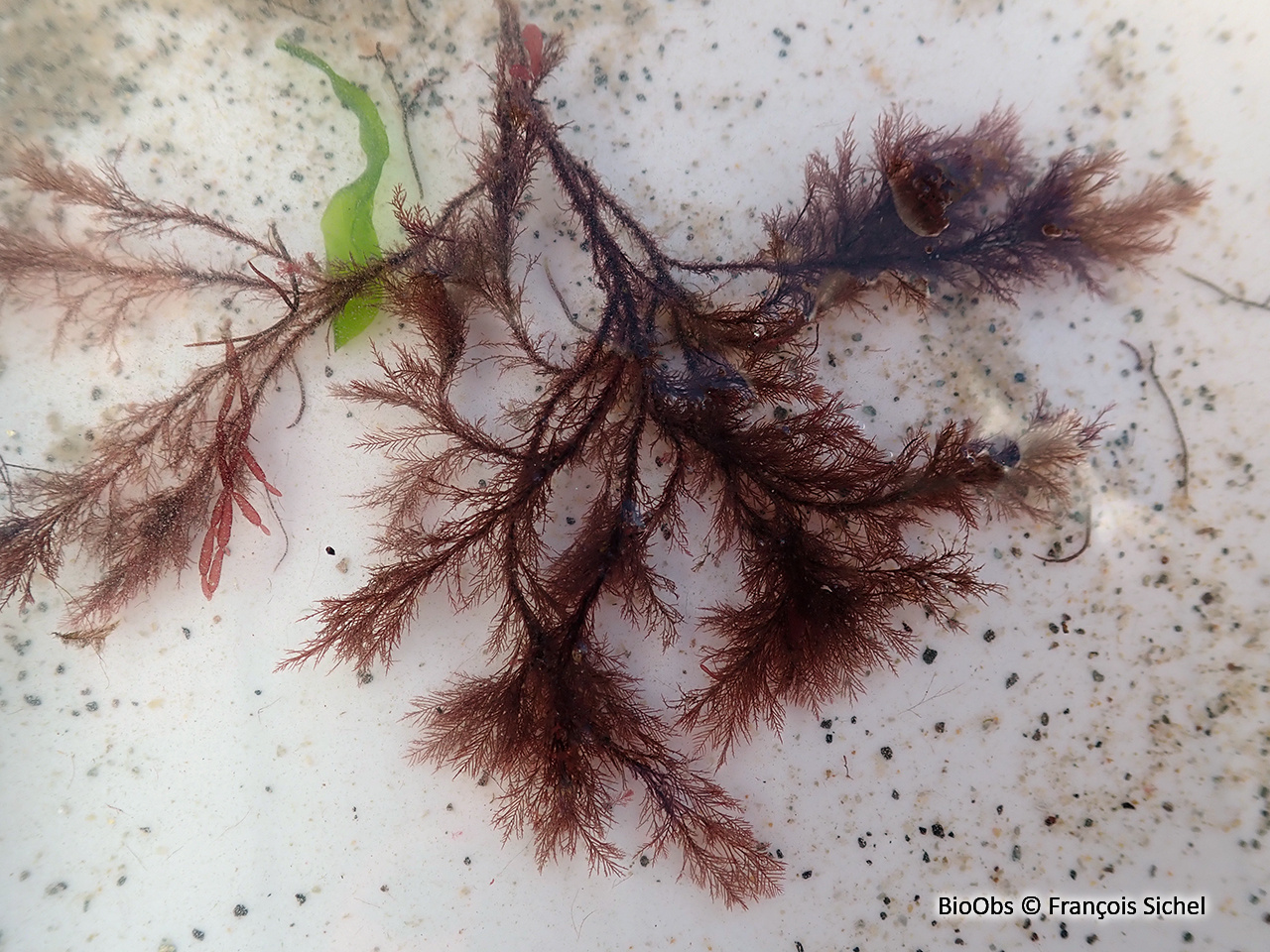 Callithamnion sombre - Callithamnion tetricum - François Sichel - BioObs