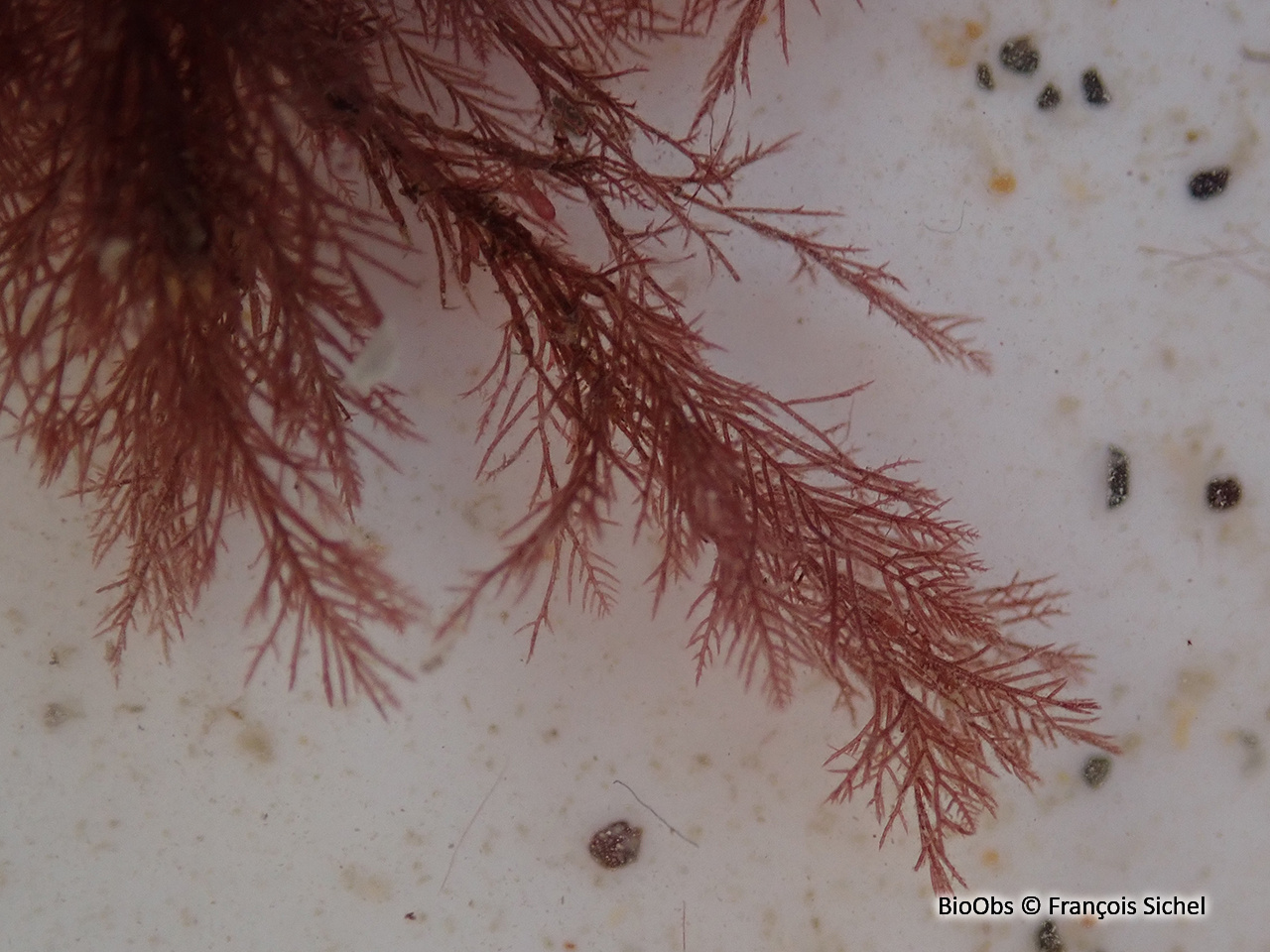 Callithamnion sombre - Callithamnion tetricum - François Sichel - BioObs