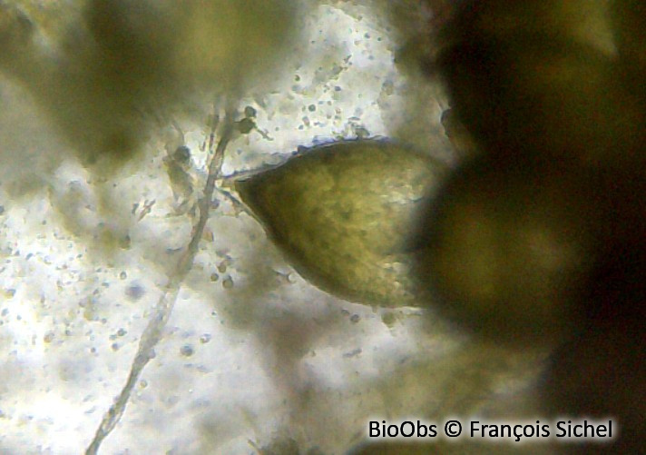 Codium fragile - Codium fragile - François Sichel - BioObs