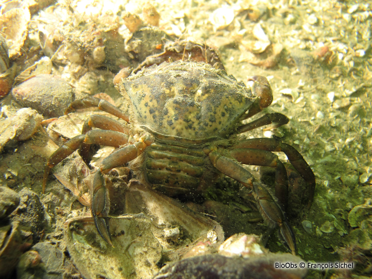 Sacculine du crabe vert - Sacculina carcini - François Sichel - BioObs