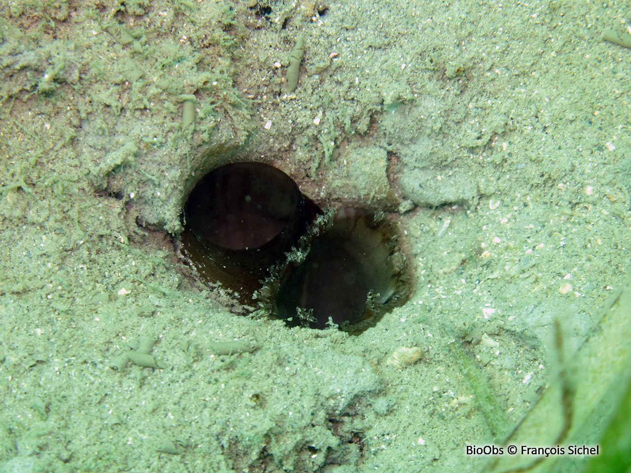 Mye des sables - Mya arenaria - François Sichel - BioObs